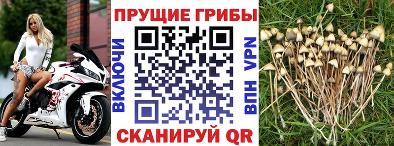 Галлюциногенные грибы Magic Shrooms  Тамбов 